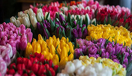 鲜花“纽交所”，揭秘你从未见过的鲜花拍卖行