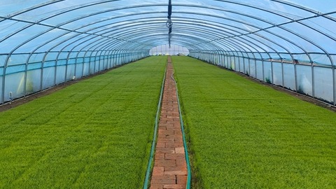 黑龍江：旱田已播種7153萬畝 水田已插秧7.8萬畝
