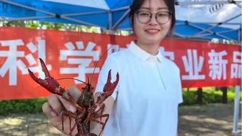 “技術(shù)+模式+市場”三輪驅(qū)動，哈爾濱寒地小龍蝦產(chǎn)業(yè)成區(qū)域經(jīng)濟(jì)“新引擎”