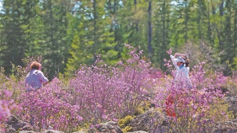 火山巖上杜鵑盛放！這份春日限定美景別錯過