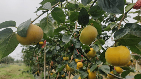 肥西楼郢中秋晚会：以文化为笔，绘就乡村振兴新画卷