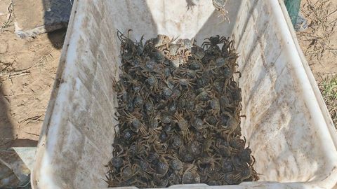 预计总产量达1万吨！大庆河蟹总产量稳居全省第一