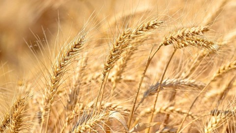 山西省秋粮收获全面扫尾 小麦播种逾七成