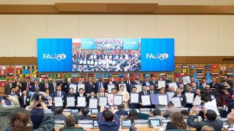 全球重要农业文化遗产“铜陵白姜种植系统”获联合国粮农组织授牌