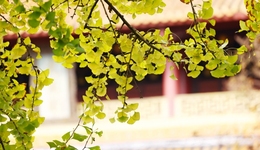 2025成都金秋银杏季文旅促消费活动在罨画池启动