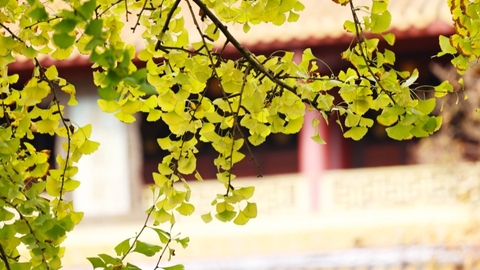 2025成都金秋银杏季文旅促消费活动在罨画池启动