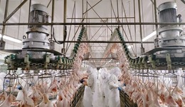 聚势泰安 | 从番茄“芯片”到畜牧集群：解码农业现代化的“泰安范式”