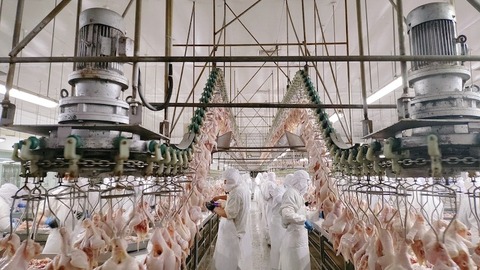 聚势泰安 | 从番茄“芯片”到畜牧集群：解码农业现代化的“泰安范式”