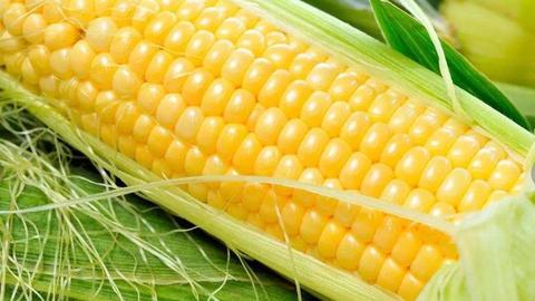 玉米亩产达1003.8公斤 山西省首个农业院士工作站结硕果