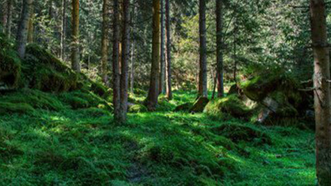 石家庄市：以改革激活森林“四库”潜能 努力实现百姓富生态美产业兴