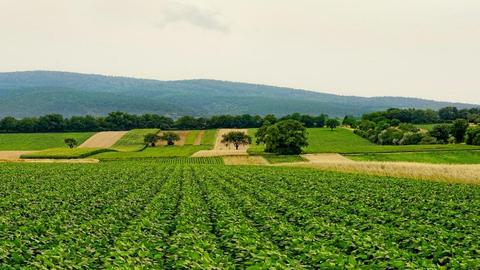 “河北省绿色贸易服务信息平台”正式上线