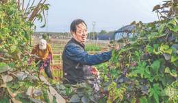 重构土地价值，重塑城乡情感，运城市多地探索“认养农业”新业态