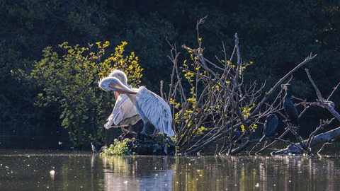 张家口市探索湿地保护与绿色发展协同路径 打造人与自然和谐共生的生态样本